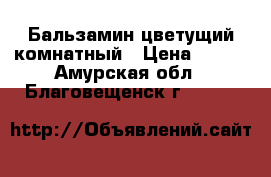 Бальзамин цветущий комнатный › Цена ­ 150 - Амурская обл., Благовещенск г.  »    
